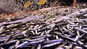 Trabzon’da Hamsi Fiyatları Yükseldi: Denizdeki Olumsuz Hava Şartları Etkili