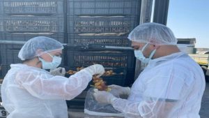 Habur’da Taze Hurma İthalatına Sıkı Denetim: Gıda Güvenliği Ön Planda