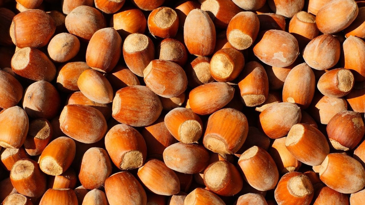 Türkiye Fındık İhracatı Değer Kaybetti: 1.6 Milyar Dolar Gelir Sağlandı