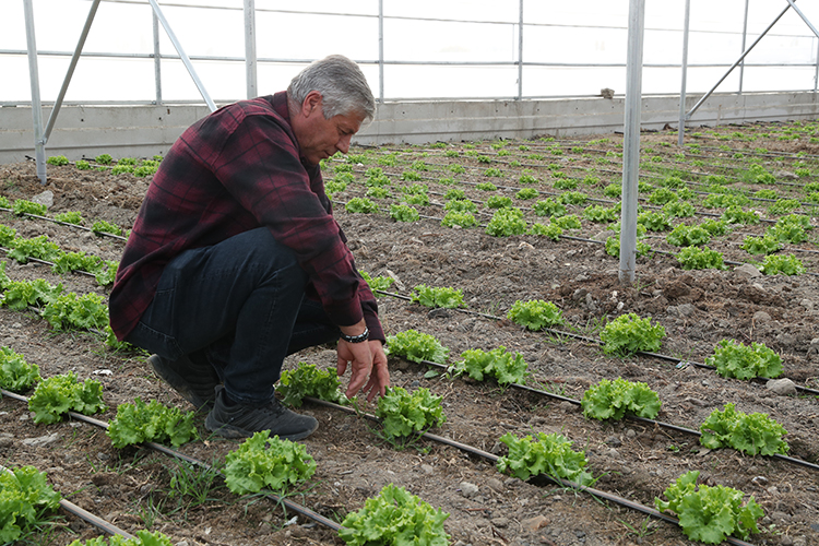 Erzincan’da Doğu Anadolu’nun En Büyük Sera Alanı Kuruluyor: 700 İstihdam