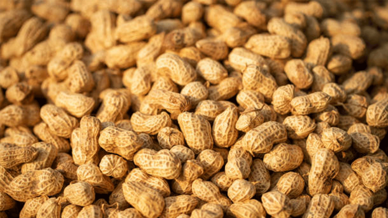 Şırnak Fıstık Üretiminde Rekor Beklentisi: 25 Bin Tonluk Hasat Sevinci