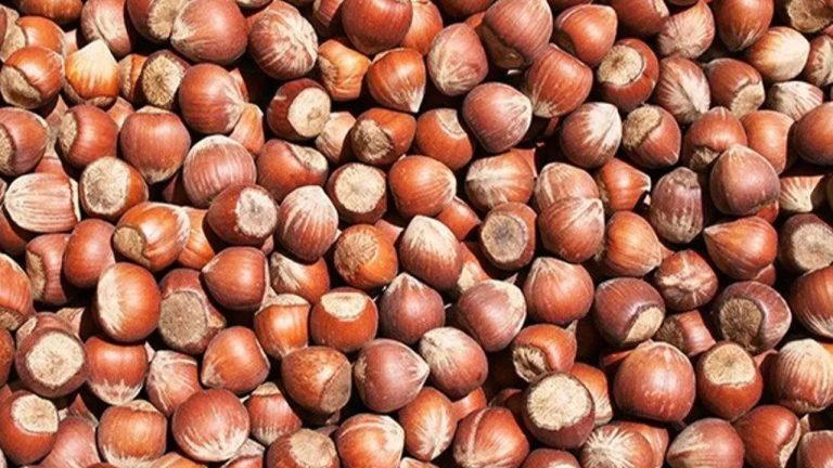 Ferrero’nun Fındık Hamlesi Üreticide Tepki Yarattı: Manipülasyon İddiası!
