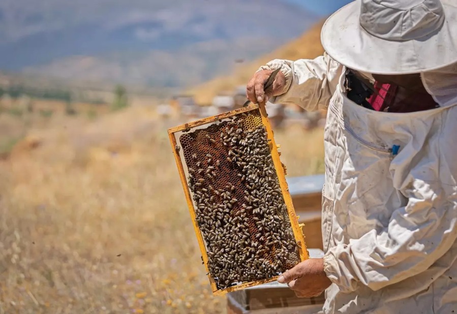 Doğu Karadeniz’den Bal İhracatı Atağı: 10 Ayda 1.8 Milyon Dolar Gelir