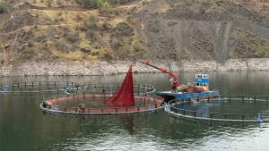 Diyarbakır’dan Dünya Pazarına Açılan Lezzet: Mezopotamya Somonu İhracatı Başlıyor