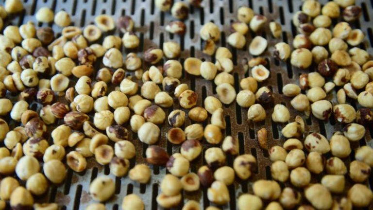 Düzce Fındık İhracatında Zirvede: AB’ye 15 Bin Tonluk Dev Satış