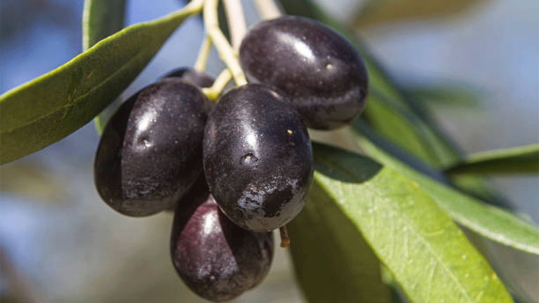 Gemlik Zeytin Hasadı Başladı: Yağışlar Üreticinin Yüzünü Güldürdü