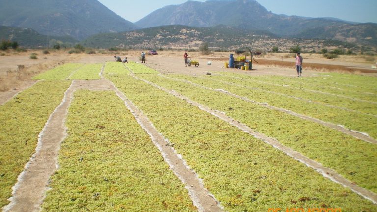 Organik Tarım Üretimi Rekor Kırdı: 1,3 Milyon Ton Aşıldı
