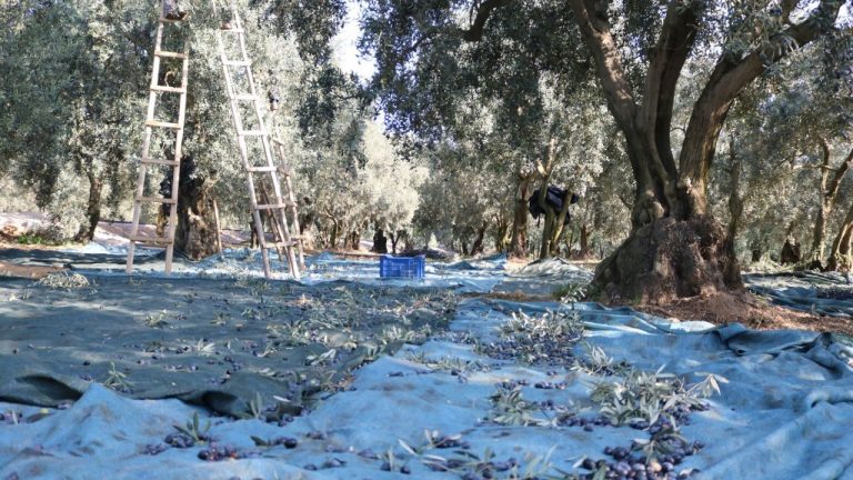 Marmarabirlik Ortaklarına 761 Milyon TL’lik Ödeme Yapıyor: Üretici Destekleniyor