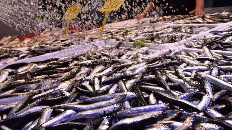Hamsi Fiyatları Zonguldak’ta Rekor Kırdı: Bolluk Bitti, Cepler Yanıyor!