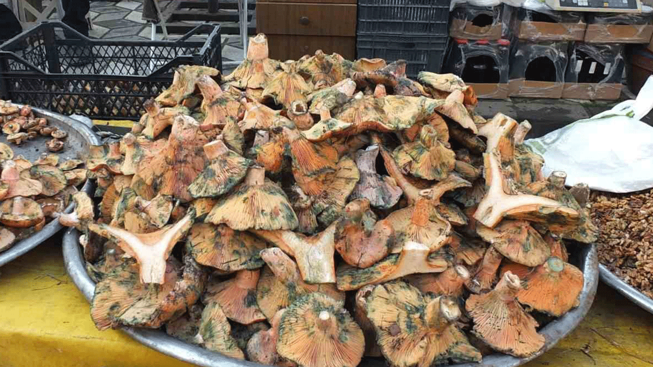 Burhaniye’de Yağmur Bereketi: Madra Dağı’ndan Melki Mantarı Fışkırdı!