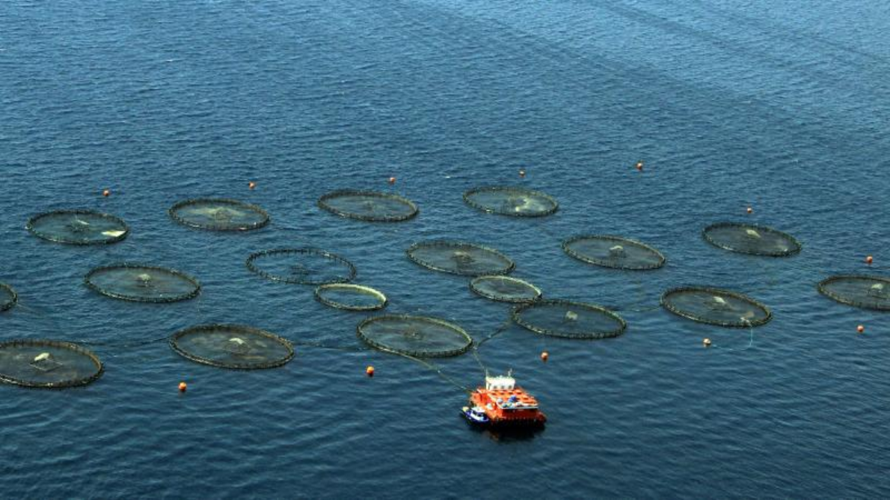 Türkiye, Akdeniz ve Karadeniz Balıkçılığında Liderliğini Koruyor