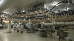 Beyaz Et Sektöründe Kayyum Atamaları ve Rekabetin Korunması