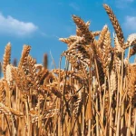 Jeopolitik Riskler ve El Nino Tarım Emtialarında Fiyatları Ayrıştırdı