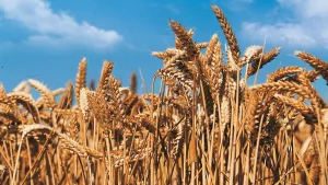 Jeopolitik Riskler ve El Nino Tarım Emtialarında Fiyatları Ayrıştırdı
