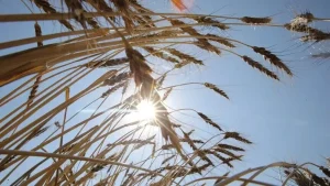 Atıl Tarım Arazileri Sezonluk Kiralama ile Üretime Kazandırılıyor